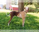 Small Photo #2 Great Dane Puppy For Sale in SOMERVILLE, TN, USA