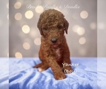 Small #5 Poodle (Standard)