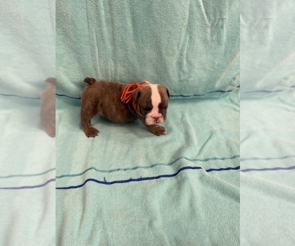 Medium Photo #3 English Bulldog Puppy For Sale in DENVER CITY, TX, USA