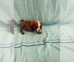 Small Photo #3 English Bulldog Puppy For Sale in DENVER CITY, TX, USA