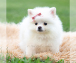 Small #3 Pomeranian
