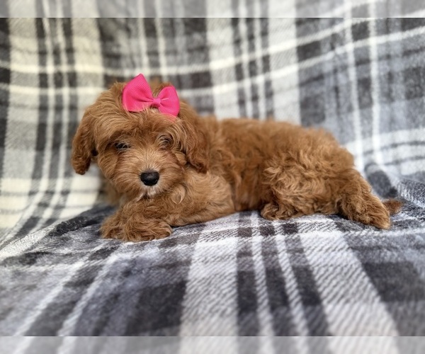 Medium Photo #8 Cavapoo Puppy For Sale in LAKELAND, FL, USA