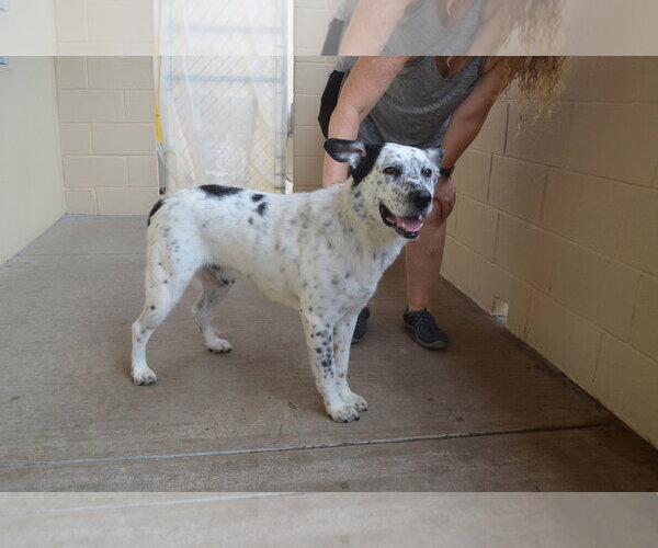 Medium Photo #3 Mutt Puppy For Sale in McKinney, TX, USA