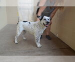 Small #2 Mutt