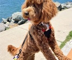 Small Photo #1 Goldendoodle (Miniature) Puppy For Sale in MANTECA, CA, USA