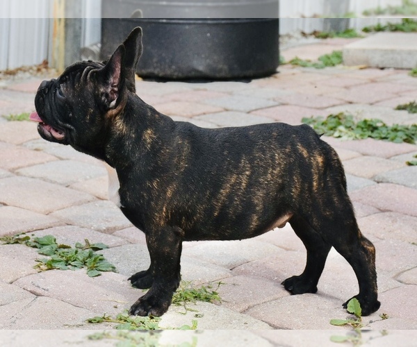 Medium Photo #3 French Bulldog Puppy For Sale in Hollywood, FL, USA