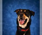 Small #1 German Shepherd Dog Mix