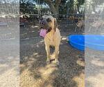 Small #7 Mastiff