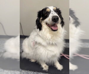 Great Pyrenees-Unknown Mix Dogs for adoption in Bemidji, MN, USA