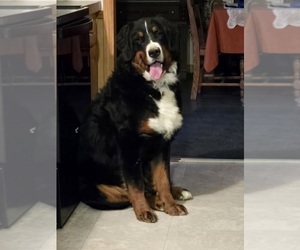 Father of the Bernese Mountain Dog puppies born on 10/29/2025