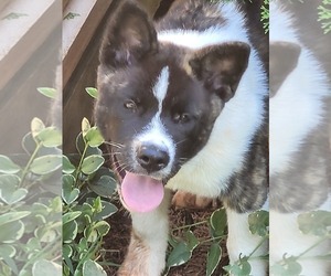 Akita Puppy for sale in FRANKLIN, NC, USA
