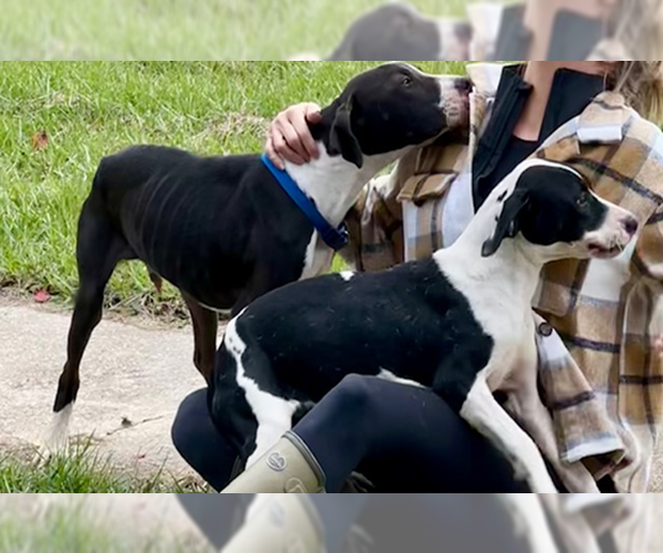 Medium Photo #10 American Staffordshire Terrier-Great Dane Mix Puppy For Sale in Orange Grove, TX, USA