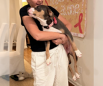 Small #4 American Bulldog Mix