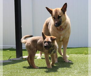 Delta - Male German Shepherd Dog-Unknown Mix Dog for Adoption - Photo #4