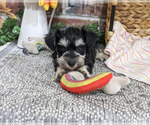 Eden - Female Schnauzer (Miniature) Puppy for Sale - Small photo