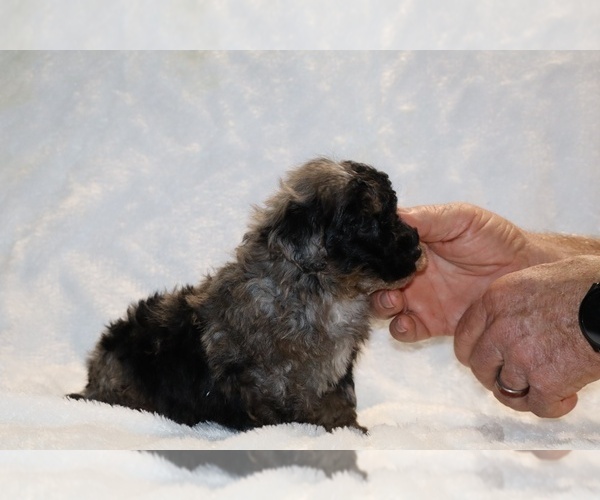 Medium Photo #18 ShihPoo Puppy For Sale in DYERSBURG, TN, USA