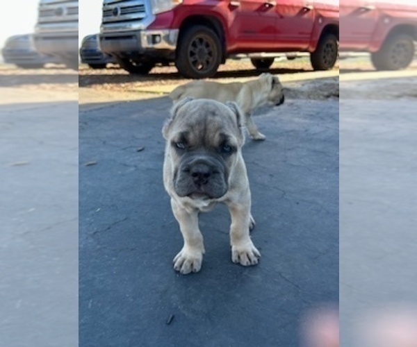 Medium Photo #47 Cane Corso Puppy For Sale in OCEANSIDE, CA, USA