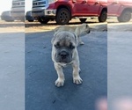 Small Photo #47 Cane Corso Puppy For Sale in OCEANSIDE, CA, USA