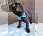 Small Photo #14 French Bulldog Puppy For Sale in FONTANA, CA, USA