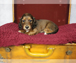 Puppy 2 Dachshund