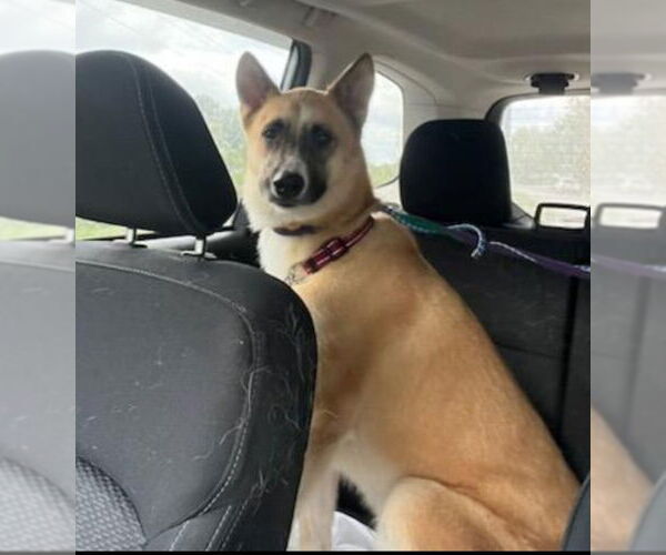 Medium Photo #1 Akita-German Shepherd Dog Mix Puppy For Sale in Winston Salem, NC, USA