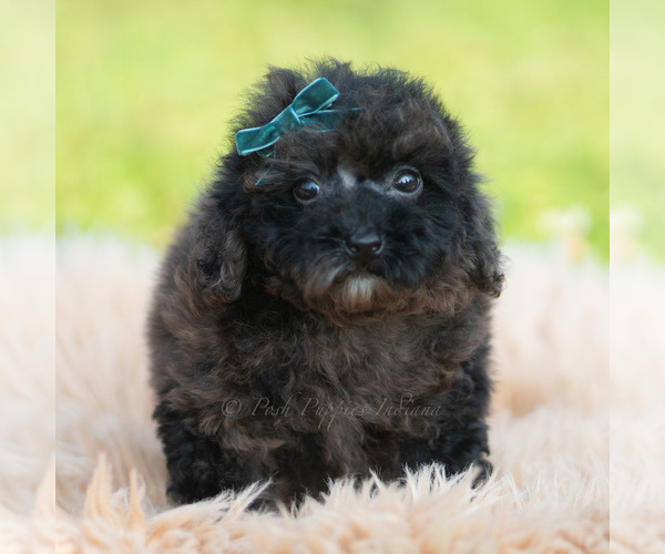 Medium Photo #4 Poodle (Miniature) Puppy For Sale in WARSAW, IN, USA