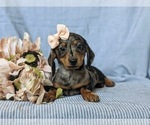 Small Photo #6 Dachshund Puppy For Sale in LEOLA, PA, USA