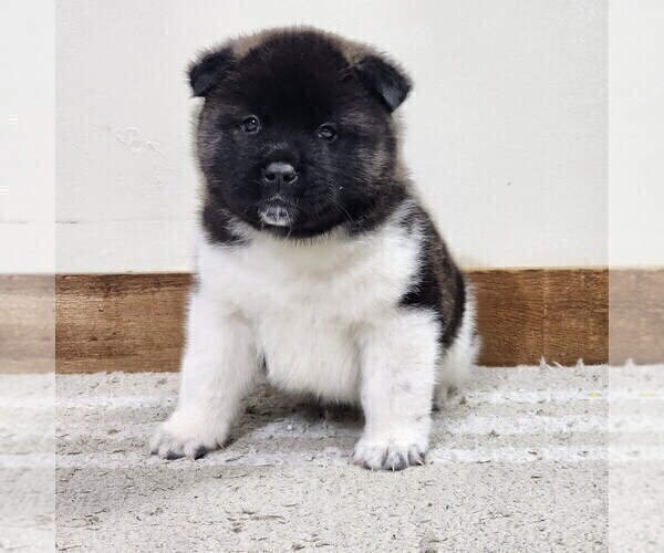 Medium Photo #11 Akita Puppy For Sale in STRAFFORD, MO, USA