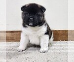 Small Photo #11 Akita Puppy For Sale in STRAFFORD, MO, USA