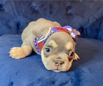 Small Photo #3 French Bulldog Puppy For Sale in ENCINO, CA, USA