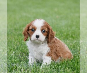 Cavalier King Charles Spaniel Puppy for sale in NARVON, PA, USA
