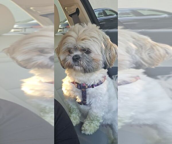 Medium Photo #6 Shih Tzu Puppy For Sale in CANFIELD, OH, USA