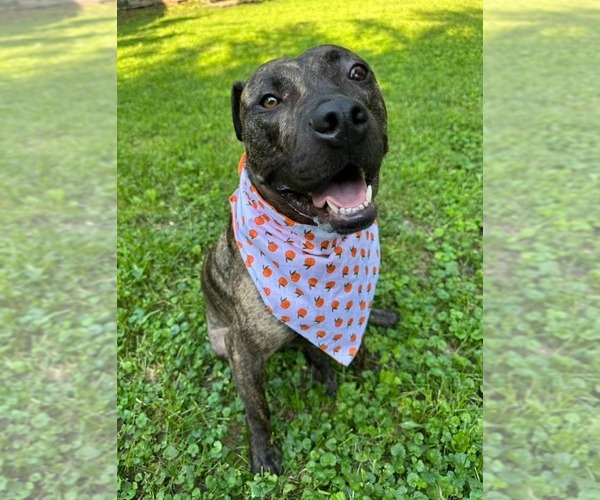 Medium Photo #2 American Pit Bull Terrier-Unknown Mix Puppy For Sale in Minneapolis, MN, USA