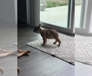 French Bulldog Puppy for sale in ELK GROVE, CA, USA