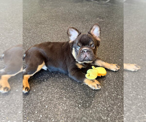 Medium French Bulldog