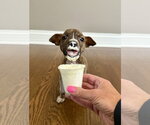 Barkley - Male Mutt Dog for Adoption - Small photo