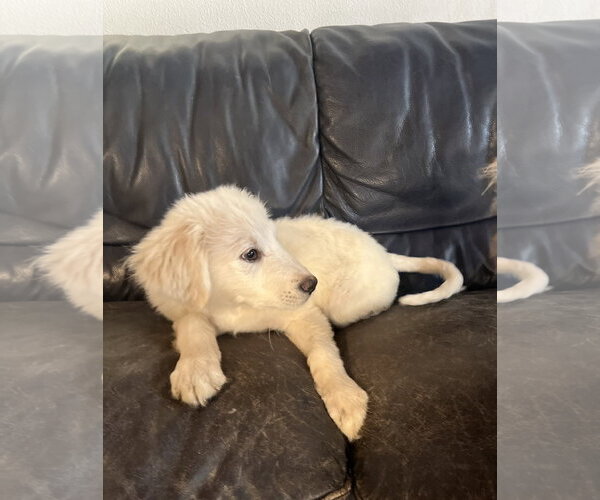 Medium Photo #8 Great Pyrenees Puppy For Sale in Spring, TX, USA