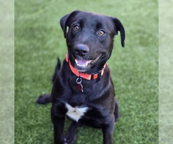 Medium Photo #2 Labrador Retriever-Unknown Mix Puppy For Sale in San Diego, CA, USA