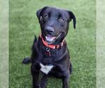 Small #1 Labrador Retriever Mix