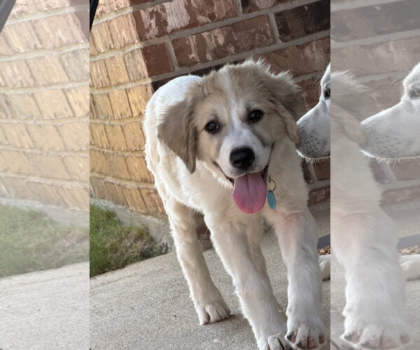Medium Photo #4 Great Pyrenees-Unknown Mix Puppy For Sale in Dallas, TX, USA