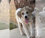 Small #3 Great Pyrenees Mix