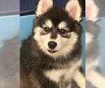 Small #2 Pomsky