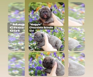 French Bulldog Puppy for sale in PORT ORCHARD, WA, USA