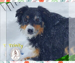 Australian Shepherd Dogs for adoption in Red Lodge, MT, USA