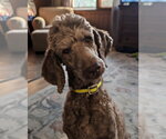 Small #1 Poodle (Standard)