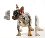 Small #1 French Bulldog