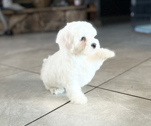 Maltese Puppy for sale in LANCASTER, CA, USA