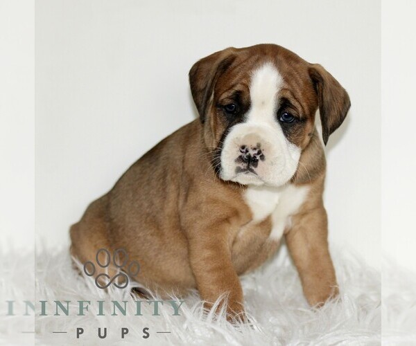 Medium Photo #3 Boxador Puppy For Sale in NEW HOLLAND, PA, USA