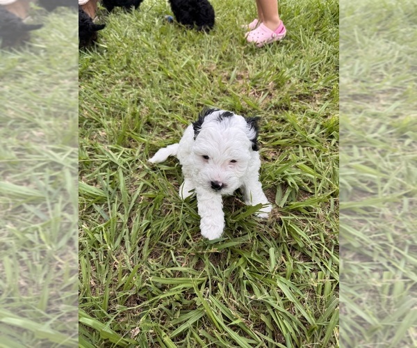 Medium Photo #18 Miniature Bernedoodle Puppy For Sale in AUBURNDALE, FL, USA