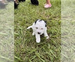 Small #16 Miniature Bernedoodle